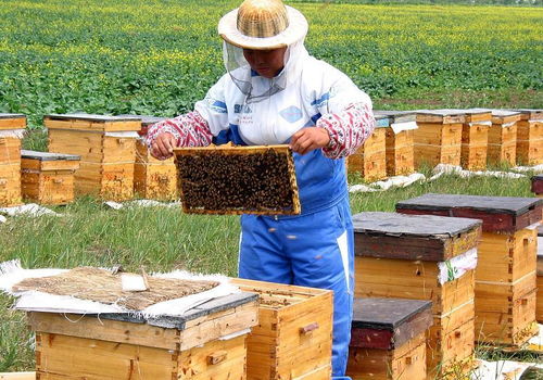 寒冬护蜂四部曲，科学管理保蜂群