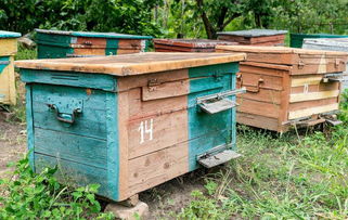 蜂群激怒行为解析及其在收捕与运输中的应对策略