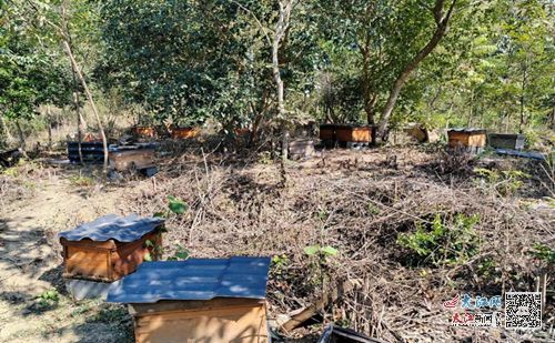 武宁县船滩镇 人大代表“蜂”采飞扬，甜蜜事业助力乡村振兴