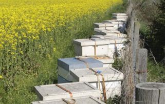 蜜蜂养殖前景广阔，可持续发展下的甜蜜事业