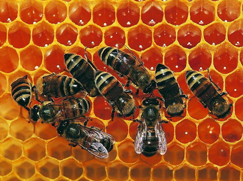 华盛顿惊现“僵尸蜜蜂” 蜂群无故大量死亡，养蜂业面临新挑战