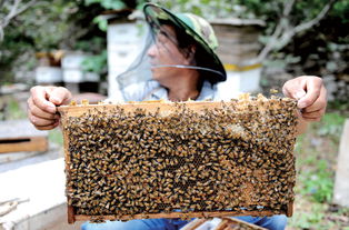 甜蜜的负担 章丘养蜂人面临“高产滞销”之困