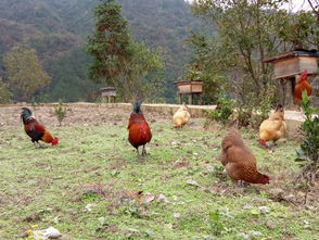 黄平县堕坪村 林下养蜂酿出“甜蜜”事业