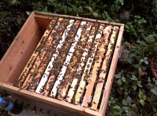 蜂路宽窄 蜜蜂养殖中不可忽视的“生命通道”