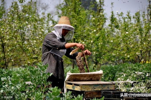 秋末冬初蜂群科学饲养管理关键技术要点