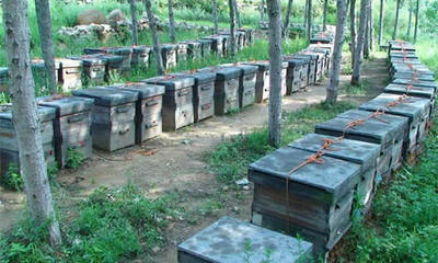 蜜蜂养殖中蜂箱的科学摆放指南
