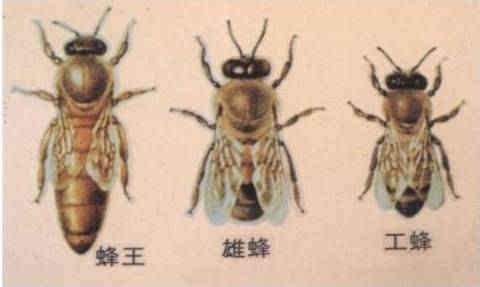 蜜蜂养殖 技术与耐心的甜美事业