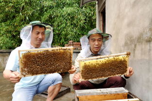 泸州纳溪村干部带头养殖蜜蜂酿出甜蜜产业